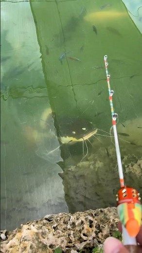 Redtail Catfish in Miami