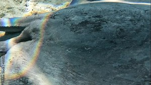 A close-up of the head of a stingray reveals the intricate details of its features, highlighted by the shimmering sunlight dancing across its smooth skin. Check my portfolio for similar footage.