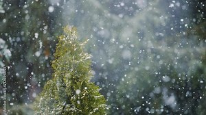 Beautiful Winter Snow Landscape in Forest With Snow Falling on Trees Pine. Heavy Snowfall in Park, Large Flakes of Snow are Slowly Falling, Snow Storm, Blizzard. Calm Falling Snowflakes Winter.