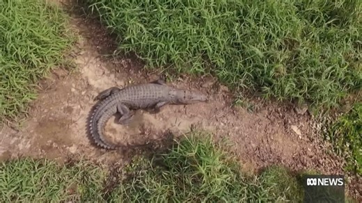 The Queensland government is considering a proposal to impose fines on people who recklessly ignore crocodile warnings. Kirstiana Ward from the Environmental Defenders Officer says the crocodiles often end up euthanised. | ABC News