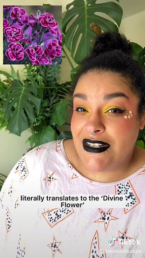 The Meaning Behind Carnations: Symbolism and Colors Explained