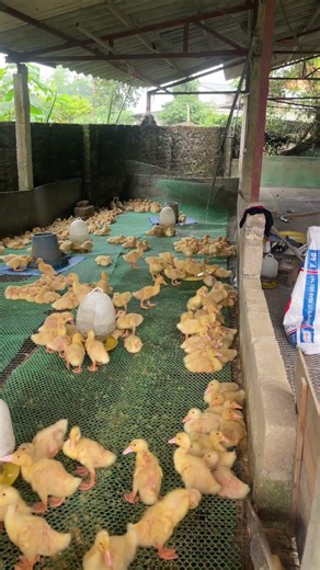 vịt con 12ngay tuổi #freerangechickens