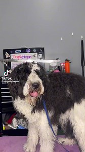 6.7K views · 428 reactions | Hooper the St Bernard  #fyp #dogs #doggrooming #dogsbylogan #chrisandthedogs | It’s Chris TV | Facebook