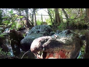 Love in the swamp: Gatorland educates public on alligator mating season