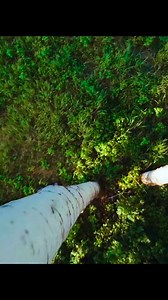 One chick landing 🛬 🛬🛬 #postoftheday | Mammals TV