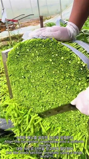 Precision Vegetable Slicing Process 🥦 | 대량 채소 절단을 위한 정밀 공정 기술