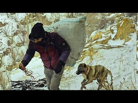 Cave Farming in the Snow – The Goats Were Starving!