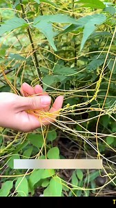181K views · 2K reactions | Cuscuta parasitic plant | GD King | Facebook