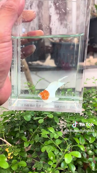 @ king Molly fish 👑#ปลาสวยงาม #Red Head#fyp ❤️❤️❤️