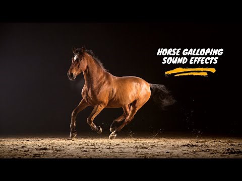 Horse Galloping Sound: Horse Galloping Sound Effect| Horse Sound Effect| Horse Galloping