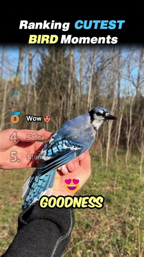 Ranking CUTEST BIRD Core Moments!! 🐦🥹