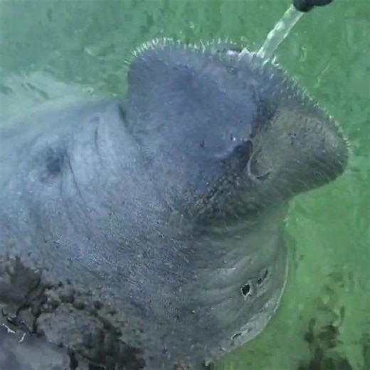 Early Morning Nature Walks Key Largo! (Swipe ➡️) We saw our first manatee drinking fresh water from the boat dock! Family Road Trip 2020 #EmersonRoseMarley #KeyLargo | Frank Ski