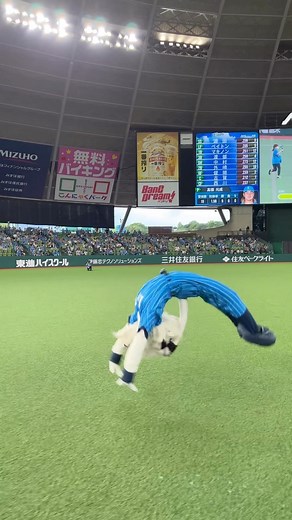 埼玉西武ライオンズ公式 on Instagram: "球団公式マスコットのレオが 得意のバック転でギネス世界記録™️に挑戦💪 見事に記録を達成しました🙌 レオ、おめでとう‼️ #埼玉西武西武ライオンズ #seibulions #蒼空ユニ #プロ野球"