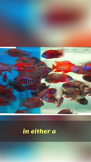 The Fish Journey: From Pond to Plate Explained