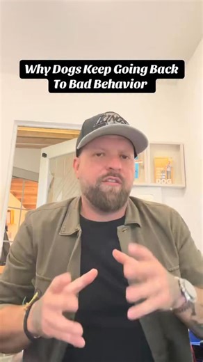 Why dogs keep going back to bad behaviour #dogs | Adam Spivey