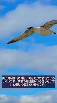 【スピリチュアル】白い鳥が現れる時のサイン【自然からのサイン】#Shorts