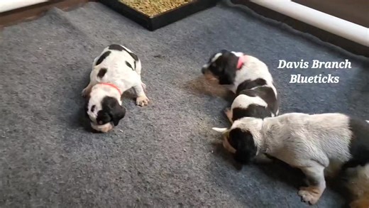 🐾House Training Has Officially Begun! Our little Bluetick babies are starting their very first steps toward house training, and we couldn’t be more proud of them. At this age, we introduce a litter box filled with compressed alfalfa pellets. The natural scent helps the puppies associate the alfalfa with the grass outdoors—making it easier for them to understand where they should be going potty as they grow. Puppies also have a natural instinct not to potty where they eat, sleep, or play, so giv