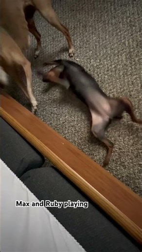 Max and Ruby enjoying some playtime #dog #funny #puppy #cute #cutepuppy