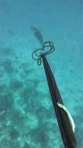 35kg Dogtooth tuna take down!