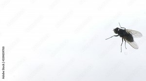 Fly crawls on dirty window. Macro footage with insect crawling on glass surface.