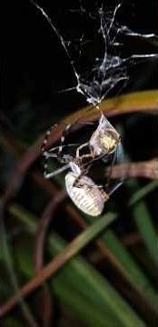 BUG BATTLE!!! Wasp vs Garden Spider #wasp #horror #insects #bugwars #nature #spider #shorts #creepy