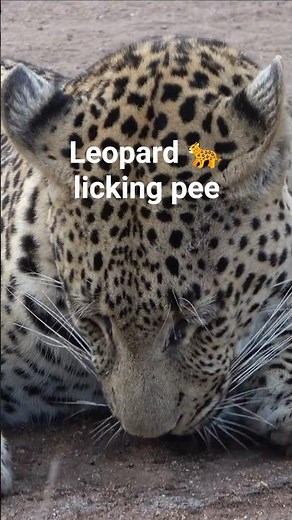 Why Is This Leopard Licking Pee? 🐆😳