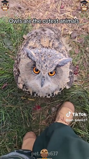 Pet.time63 (@pet.time637) - Owls: The Cutest Animals You Need to See!