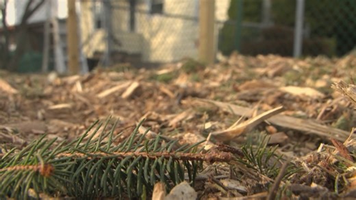 From the ground up: community garden coming soon