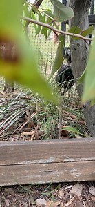 This magpie has lost a lot of feathers and can't fly. It could have been due to a few factors but I am told it's probably a result of a 'catastrophic molt'. A female magpie apparently will hold off molting until she has finished feeding her young to conserve energy. Then she will molt catastrophically 😒😲 This maggie will need a lot of help to get back to her best self. #wildliferescue #magpie | Lisa Bellamy
