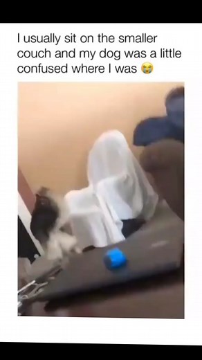 Hit the ➕️ 👈 for more dogos 😊🐶 #dog #dogsoftiktok .