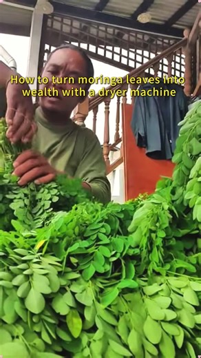 Efficient Moringa Leaf Drying Equipment Overview