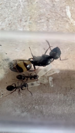 Ant colony grows - Colobopsis gasseri #antkeeping #ants #shorts