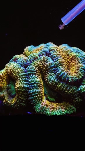 Feeding Reef Roids to Corals in Blueberry Lemonade