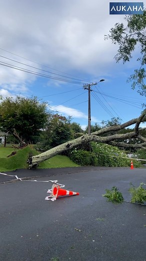 19 reactions | Part of the aftermath in Kirikiriroa. A tree has fallen knocking a power pole on Kiwi Avenue in Forrest Lake as locals woke to the sight. Another tree has begun to uproot on the corner of Bryce street and Victoria street in central Kirikiriroa. Clean up crew can be seen clearing branches to prevent further damage to nearby buildings. #KIRIKIRIROA #AFTERMATH #CLEANUP #WAIKATO | Aukaha News | Facebook