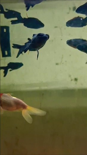 Colorful Fish Paradise Inside My Aquarium 🐠 | Beautiful Community Fish Aquarium | Relaxing View
