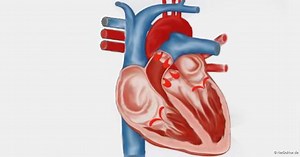 Herz: Anatomie, Lage und Funktion