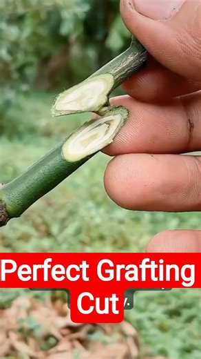 Perfect Plant Grafting Cut Every Beginner Must Learn