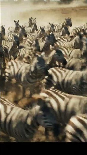 Zebra Stripes Confuse the Eye