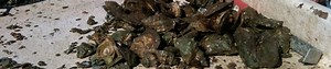 Predatory Snails Overrunning Florida Oyster Reefs