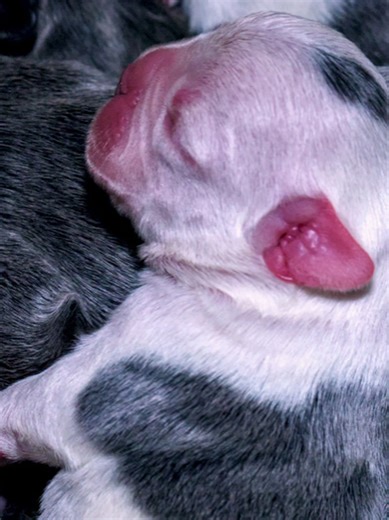 🎄 Christmas Day Puppies 🐶✨ These Christmas miracle pups were born on Christmas Day 🎅❤️ They’re Frenchitons – a perfect mix of Boston Terrier x French Bulldog – and already stealing hearts. Watch these tiny Christmas puppies grow, cuddle, feed and play as they start their journey 🐾 If you love French Bulldogs, Boston Terriers, or puppy videos, you’re in the right place. 👇 Follow to watch them grow ❤️ Like if Christmas puppies made your day #Dogtok #newbornpuppies #Puppylove #Frenchiemix #fre
