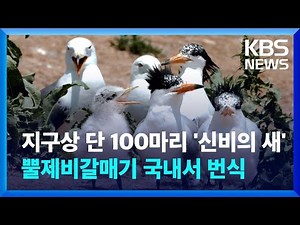 지구상 단 100마리 ‘신비의 새’ 국내서 번식 / KBS