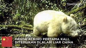 Panda Albino ditemukan di Taman Nasional Alami Wolong | TomoNews Indonesia