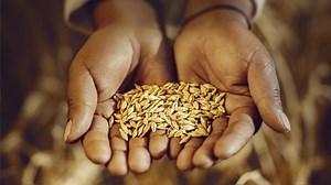 Backus desarrolla la primera cebada cervecera del país