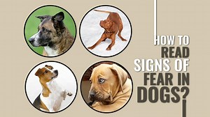 How To Easily Identify Signs Of Fear In Dogs?