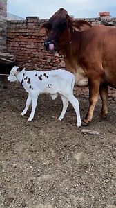 74K views · 2.9K reactions | #cow #dairyfarm #dairy_farming #modern_dairy_farming #modern_agriculture #agricultural_machines #amazing_technology #advance_technology #modern_technolog | Dairy Cow TV | Facebook