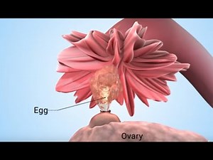 Birth Control Shot: Progestin