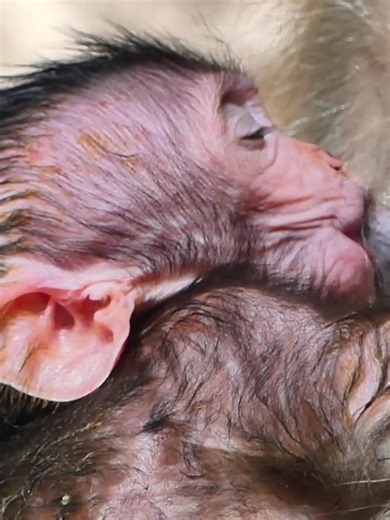 Newborn Baby Jagger's Adorable Feeding Moments