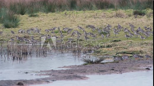 Black-tailed Godwit, Limosa limosa in the flight in environment at dawn