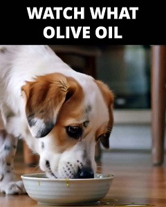 56 reactions · 11 shares | Is your dog’s health on the line because of a little-known cause? Dr. Randy Aronson shows how to… ✅ Address the root cause: leaky gut ✅ Help reduce itching, allergies, & ear problems ✅ Keep your dog feeling strong, energetic, and full of vitality. Help support your best friend’s life today! | Pup Labs | Facebook