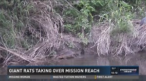 River authority sets traps to capture environment-destroying nutria